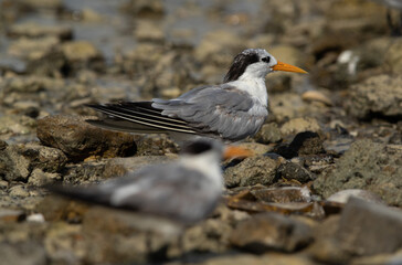 Greater Crested Terns at Busaiteen coast, Bahrain. Selective focus on back