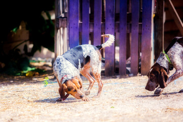 Cheerful tricolor hound dog in the yard in summer