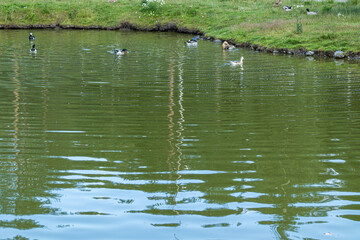 poultry, ducks swimming in the pond on the farm