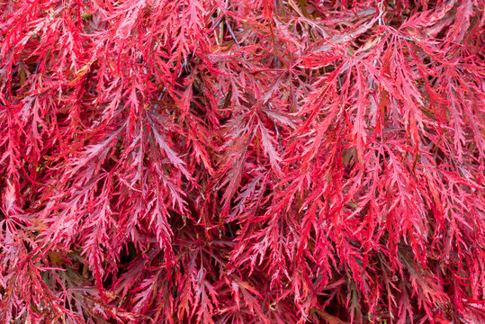 Close up of crimson red Autumn leaf colour of weeping Laceleaf Japanese Red Maple, Acer palmatum 'Garnet'.