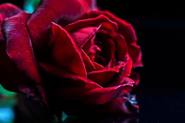 Close-up on a dark background of a beautiful rose with red petals