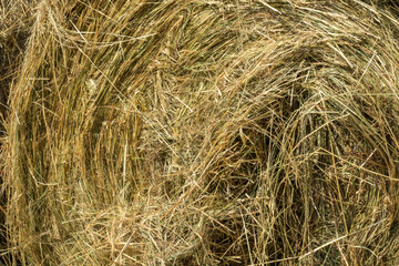 dry grass, hay, pet and farm food with texture