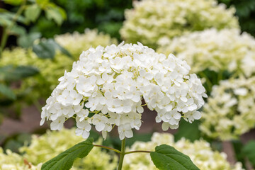 Close up of single bloom of pure white mophead Hydrangea 'Annabelle'. Leaves and Hydrangea blossom blurred in the background.