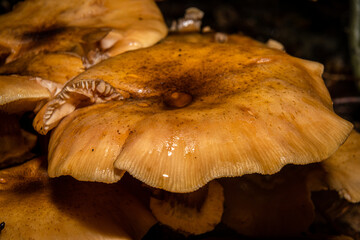 A closeup picture of a fungus in a forest. Dark brown and orange leaves in the background. Picture...