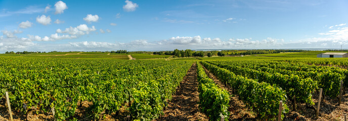Vine agriculture in Medoc region near Bordeaux vineyard