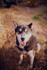 Young husky in summer, close-up portrait