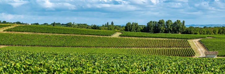 Fototapeta na wymiar Vine agriculture in Medoc region near Bordeaux vineyard