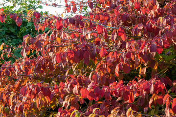 Deep red and orange Autumn leaf colour of Viburnum plicatum f. tomentosum 'Mariesii'. Foliage...