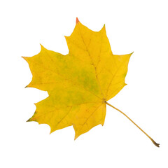 Maple autumn leaf isolated on white background