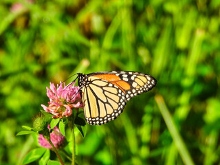 Monarch Butterfly Sits & Eats a Hot Pink Flower Showing Underside of Its Wing of Bright Yellow with Black Outline & White Spots & Top Side with Orange with Green Foliage in Background Closeup Macro
