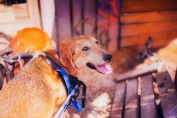 Portrait of a dog on a wheelchair, happy hound smiling, close-up, dog in the summer on a walk, red-haired dog
