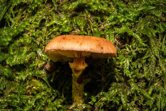 A closeup picture of a fungus in a forest. Green moss in the background. Picture from Bokskogen, Malmo, southern Sweden