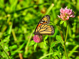 Monarch Butterfly Sits and Eats a Hot Pink Flower Bloom Showing Underside of Its Wing of Bright Yellow with Black Outline and White Spots with Green Foliage in Background Closeup Macro