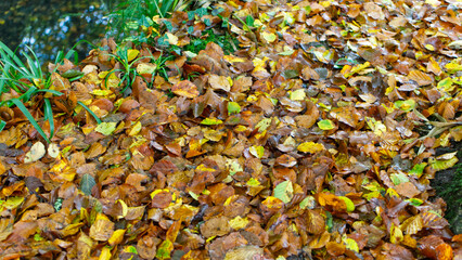 Autumn leaves in an ancient woodland