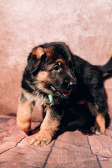 German shepherd kennel, a young thoroughbred dog. Beautiful little black and red German shepherd puppy on a light background with a green ribbon collar.