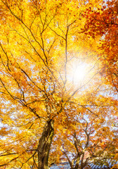 Maple tree in autumn beautiful naturally in the day.