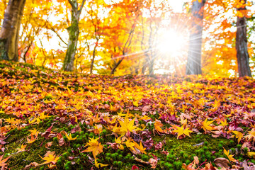 Obraz premium Maple leaf in beautiful fall with a plank.