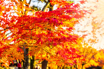 Maple leaf in beautiful fall with a plank.