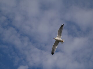 A large Ivory gull soars in the sky among the clouds