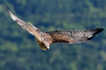 buse variable rapace raptor