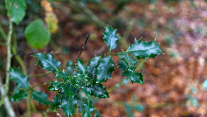 Holly in the ancient woodland, Christmas time, holiday season