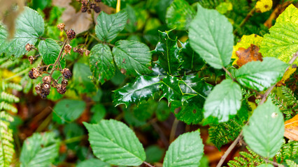 Holly in the ancient woodland, Christmas time, holiday season