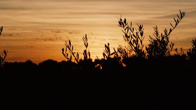 A dolly shot of the sky of a golden orange sunset with silhouette bushes in the foreground.