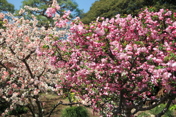 Fototapeta premium カイドウの花