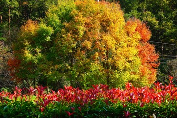 
Border between summer and autumn9