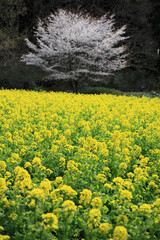 菜の花と桜