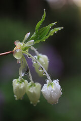 ドウダンツツジに水滴