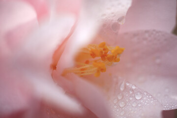 Fototapeta na wymiar 椿の花に水滴