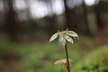 コナラの新芽に水滴