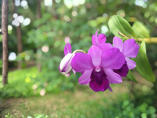 Trees and purple orchids that grow in public parks in Thailand.