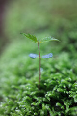 苔にケヤキの若芽