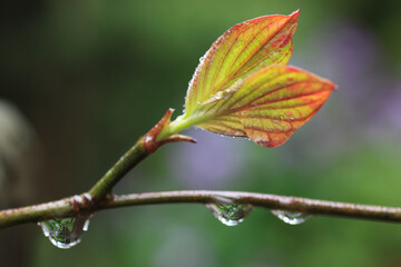 ミズキの若芽に水滴