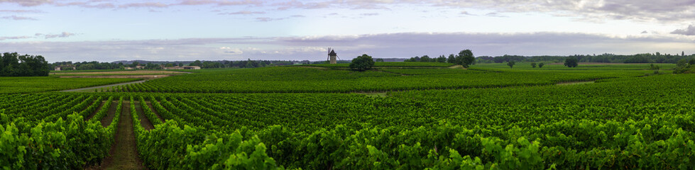 Fototapeta na wymiar Medoc Vineyard, Medoc wine region, Nouvelle-Aquitaine, France