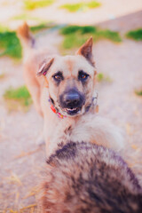 Ginger dog close up