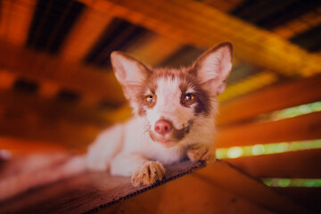 Portrait of a resting fox rescued from a fur production, close-up fox shot with a wide angle lens