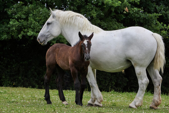 Jument percheronne et son poulain