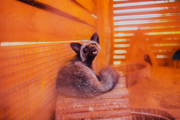 Fototapeta premium Portrait of a resting fox rescued from a fur production, close-up fox shot with a wide angle lens