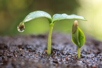 きゅうりの新芽
