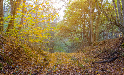 ground road in autumn forest covered by a dry leaves