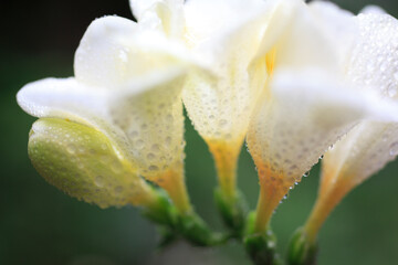 フリージアの花に水滴