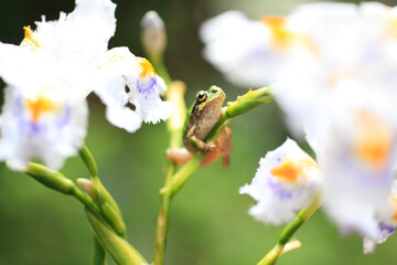 シャガの花に蛙