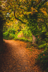 El otoño abriéndose paso.
Autumn breaking through