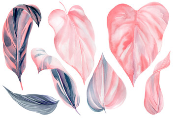 Pink set tropical leaves on white background, watercolor illustration, floral design, hand drawing
