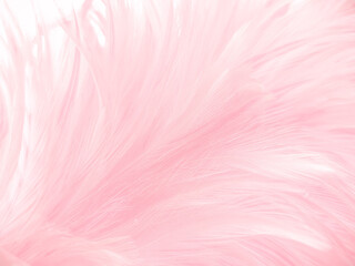 Fototapeta na wymiar Beautiful​ abstract​ pink​ feathers​ on​ white​ background, gray​ white​ feathers​ on​ pink​ background, love​ banner, valentines Day​ theme, wedding