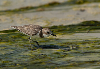 Greater sand plover on green at Busaiteen coast of Bahrain