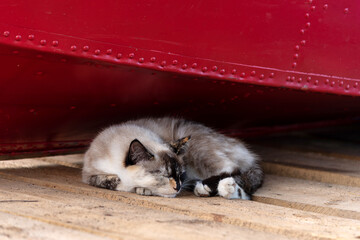 Adorable fluffy white and grey cat with black ears and red strokes sleeps on clean wooden pier under bright red metal boat on nice lazy summer day close view.